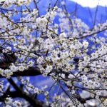 台湾留学生活|景勝地・太魯閣でウメ満開 1月末まで見頃|台湾受験ゼミナール沖縄校